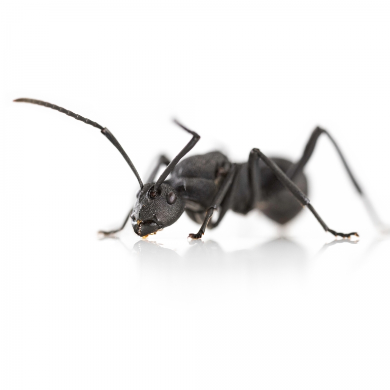 Polyrhachis armata